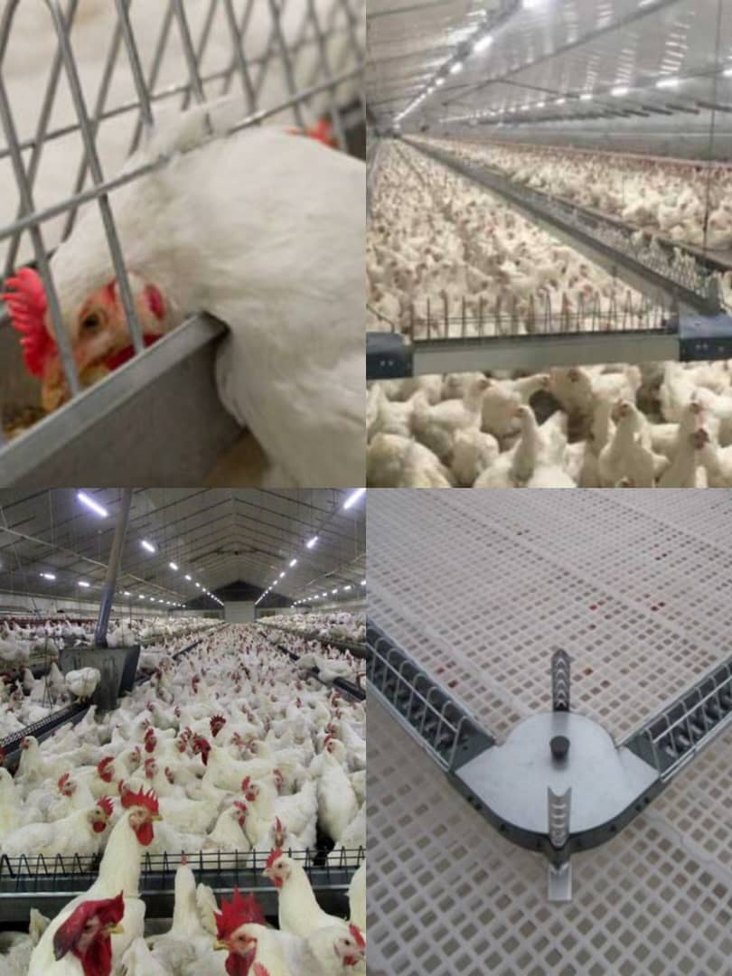 خرید و فروش تجهیزات مرغداری انبوه طیور در قزوین